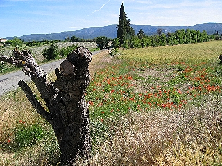 Plateau de Vaucluse