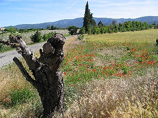 Plateau de Vaucluse